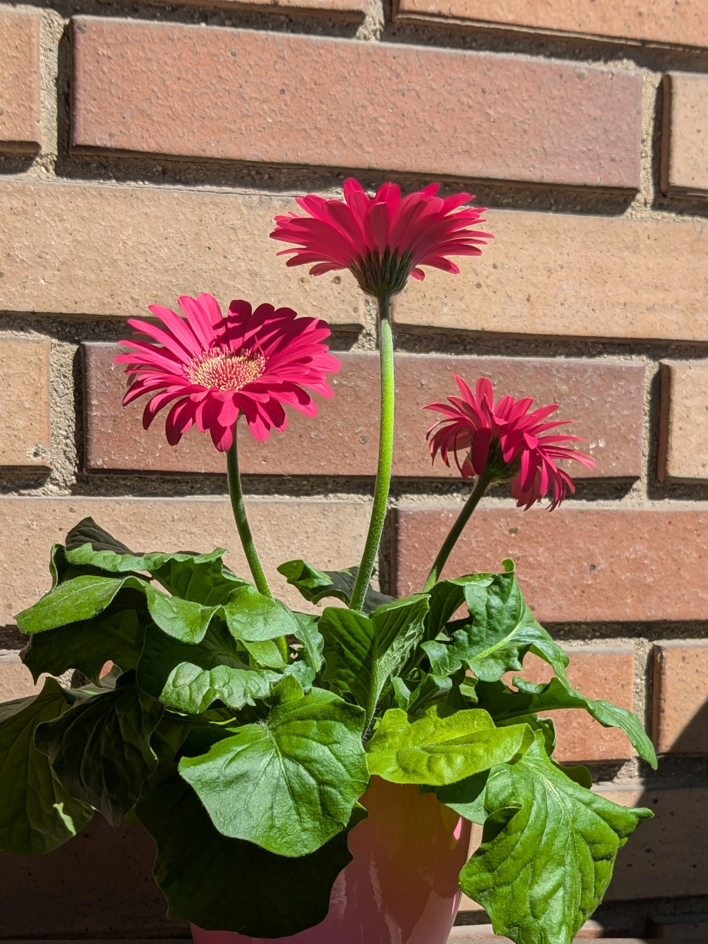 Flowers in a vase